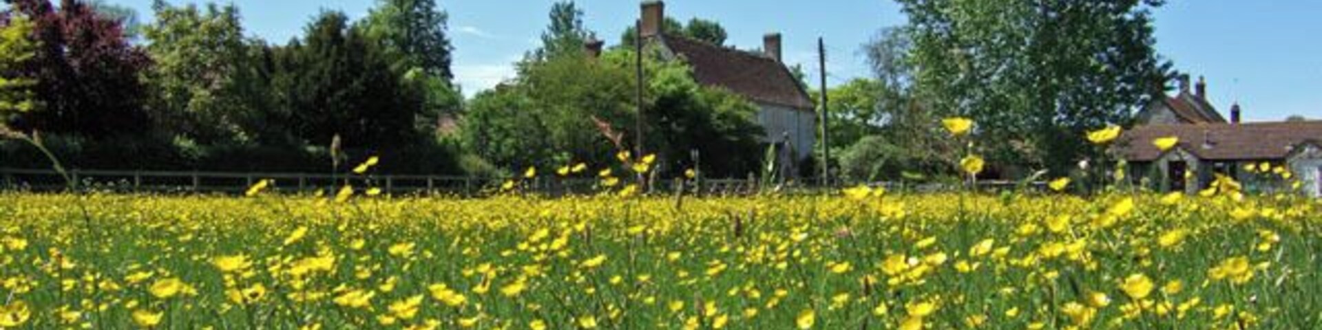 Buttercups - West Camel