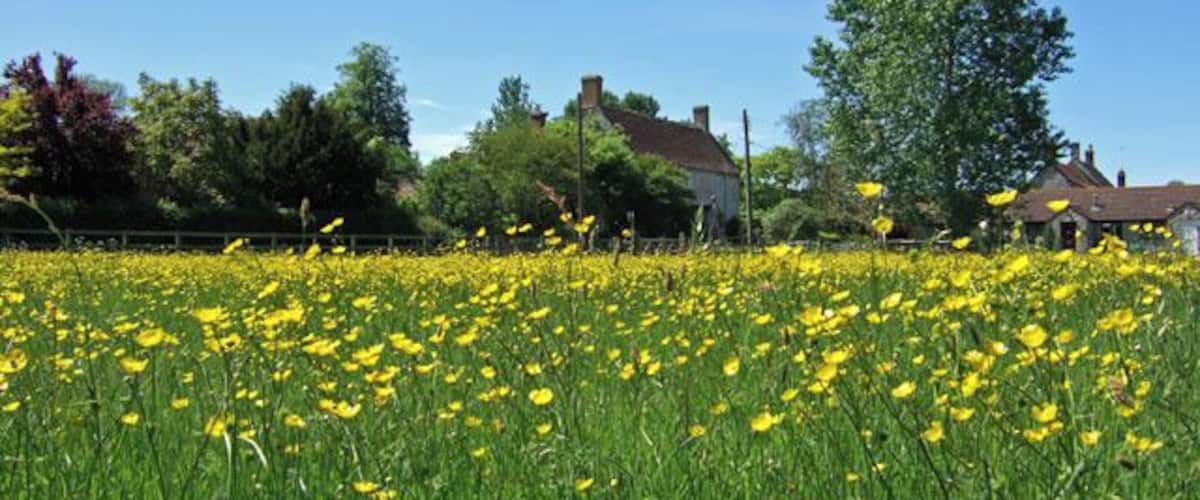 A field of yellow flowers with houses in the background.