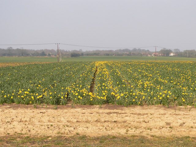 Field of daffodils. They are growing daffodils here