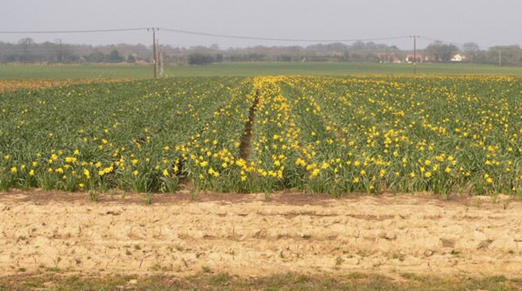 Field of daffodils. They are growing daffodils here