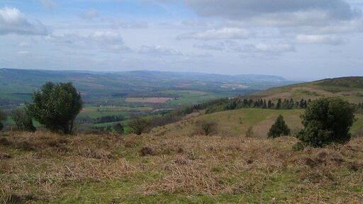 Above Triscombe Quarry. From the Macmillan Way West south of 1357344. The quarry is on this side of the comber; beyond is Marrow Hill, mostly in ST1535, and Great Hill beyond the next wooded combe, actually Triscombe Combe. On the left, the vale between the Quantocks and the Brendons runs northwest to the sea, just visible at Minehead.