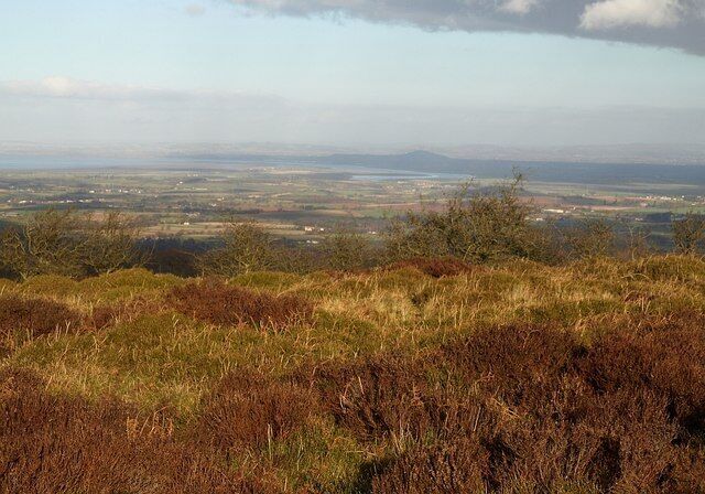 Lydeard Hill (3) Roughly on the summit of the hill, looking northeast across heather and bilberry to scattered hawthorns. The view beyond is across the area of Somerset northwest of Bridgwater, with the great meanders of the tidal River Parrett visible in the distance. The dark shape beyond this is Brent Knoll. Far away are the Mendips.