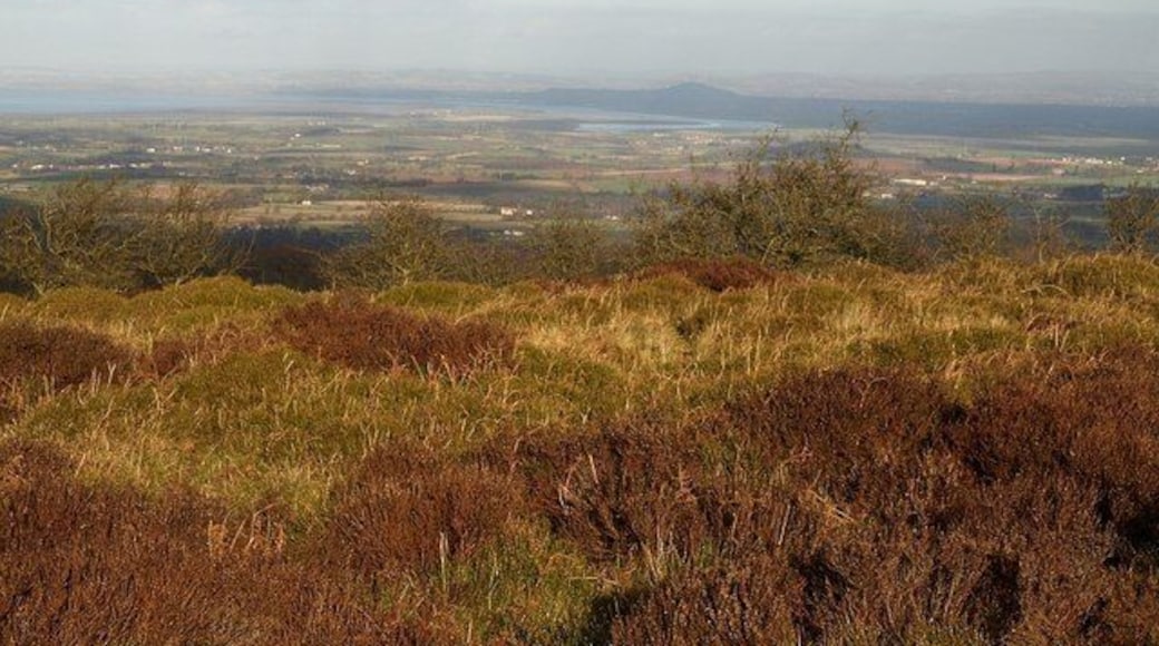 Lydeard Hill (3) Roughly on the summit of the hill, looking northeast across heather and bilberry to scattered hawthorns. The view beyond is across the area of Somerset northwest of Bridgwater, with the great meanders of the tidal River Parrett visible in the distance. The dark shape beyond this is Brent Knoll. Far away are the Mendips.