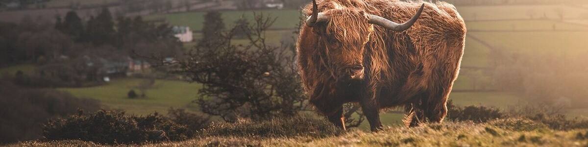 Highland Cattle up at Triscombe on the Quantock Hills