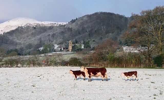 Herefords in the April snow. The first snow for the young ones. In the background is Herefordshire Beacon with Little Malvern Priory.