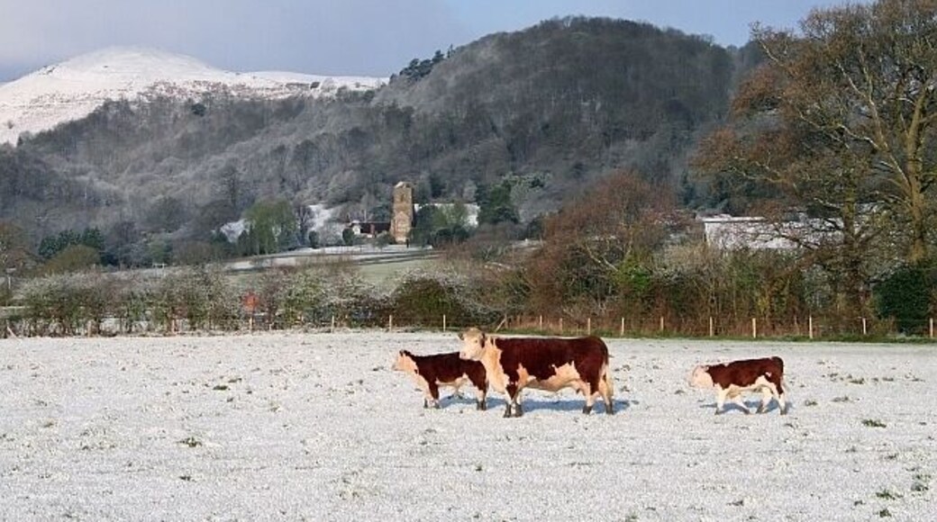 Herefords in the April snow. The first snow for the young ones. In the background is Herefordshire Beacon with Little Malvern Priory.