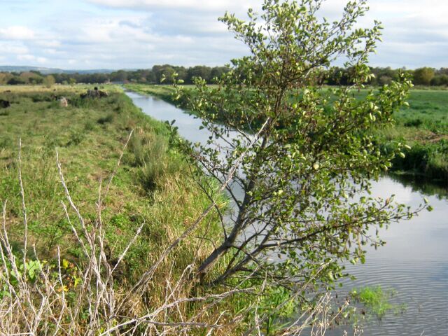 North Drain, Westhay Moor