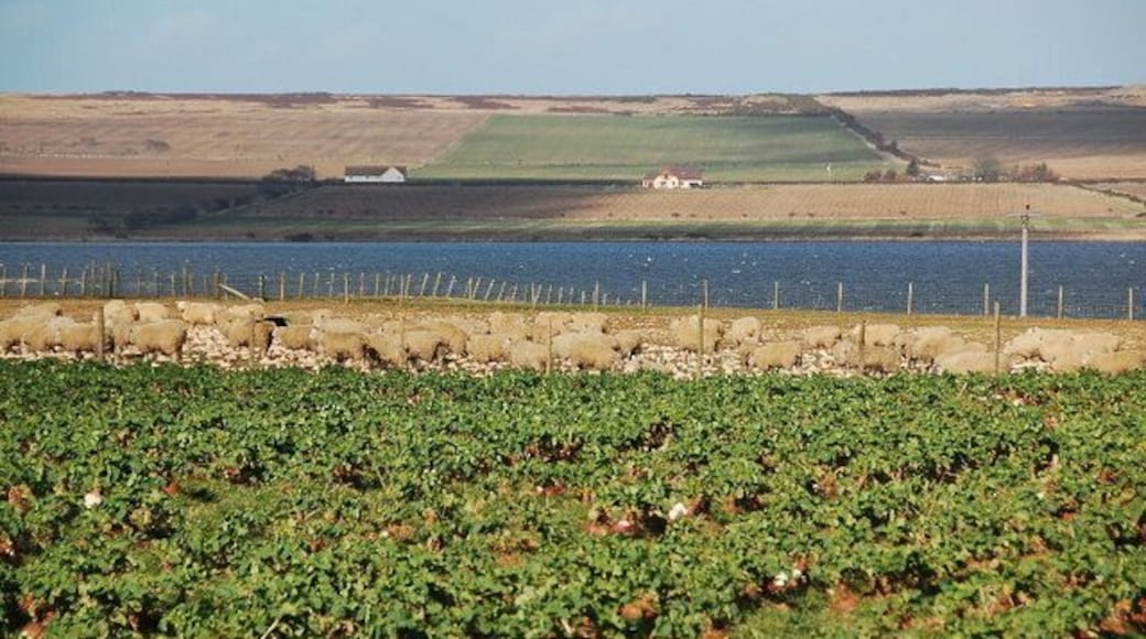 Neap and Sheep I looked over a hedge by the A882 in Watten and saw this. A field of turnips with a field of sheep beyond, looking like free-range hens. Loch Watten beyond.
