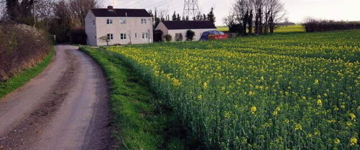 A rural road, a white house, and a field of yellow flowers.