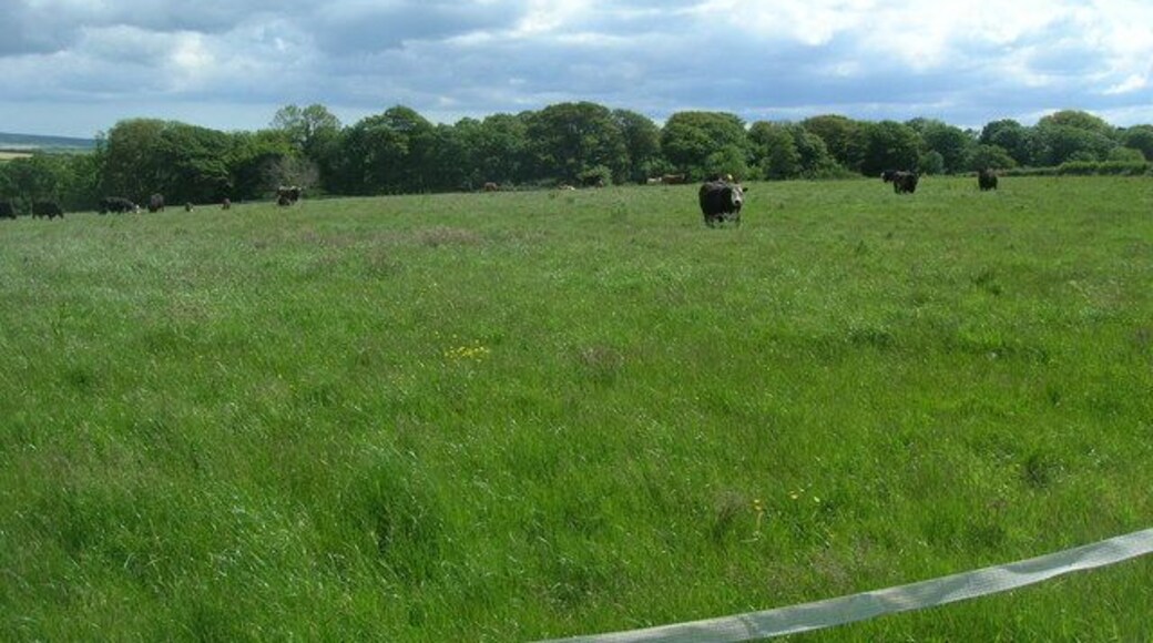 Green fields and Costislost Plantations Wonderful Cornish fields and cattle grazing. Below and on the other side of the woods is the Camel Trail.