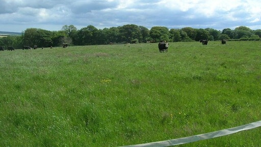 Green fields and Costislost Plantations Wonderful Cornish fields and cattle grazing. Below and on the other side of the woods is the Camel Trail.