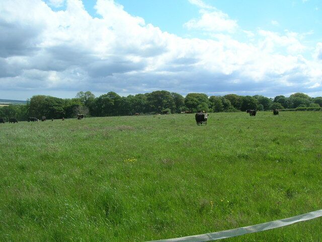 A grassy field with cows grazing, trees in the background, and a partly cloudy sky.