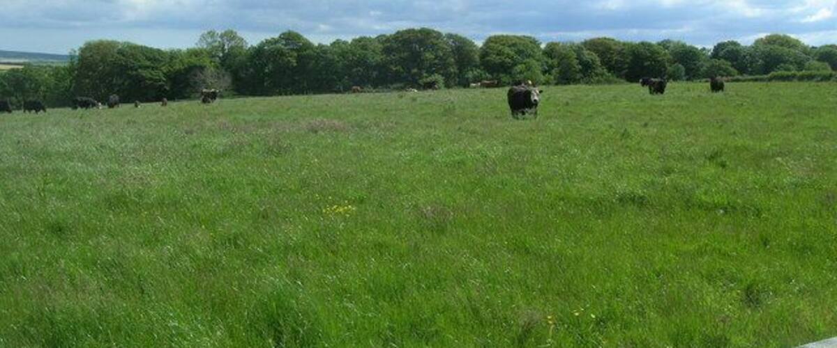 A grassy field with cows grazing, trees in the background, and a partly cloudy sky.