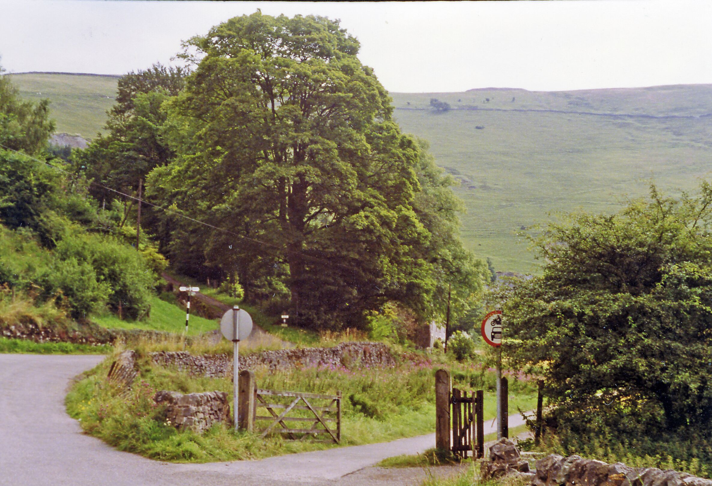 A rural road with a stone wall, a wooden gate, and a large tree.