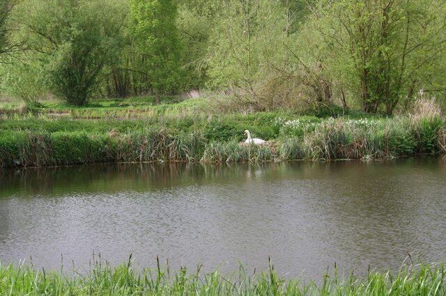 Swan on a nest The water shown on the map is now more of a pond where the swan is nesting and it got rather upset when I started to see if I could get to the pillbox by walking to the left. I found the way by going right and leaving the swan to its nest.