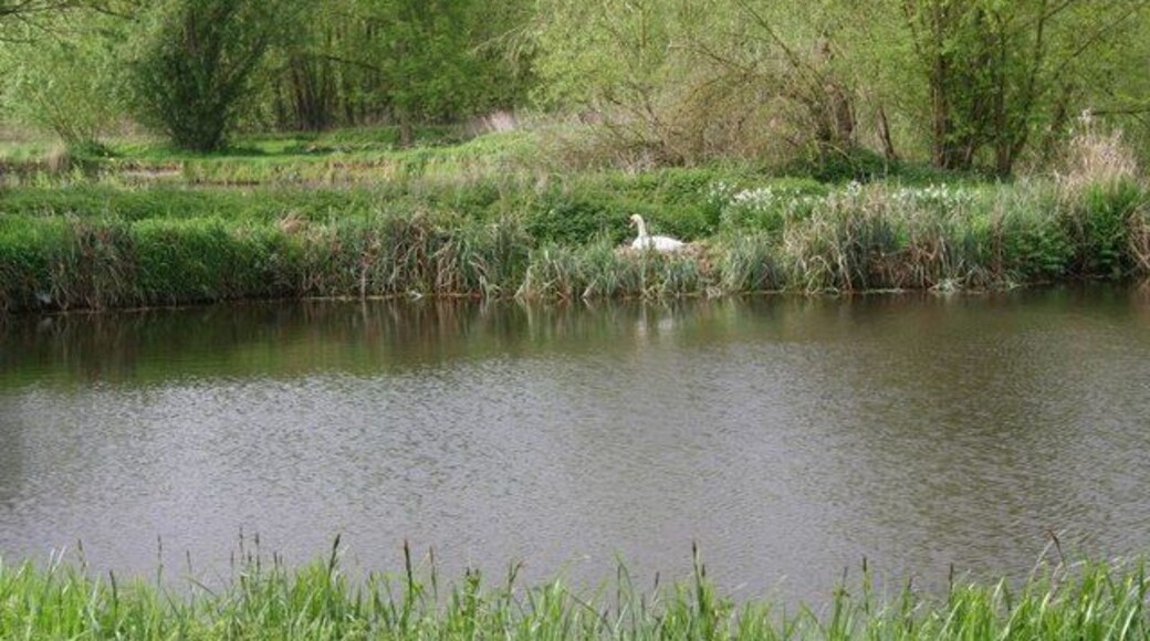 Swan on a nest The water shown on the map is now more of a pond where the swan is nesting and it got rather upset when I started to see if I could get to the pillbox by walking to the left. I found the way by going right and leaving the swan to its nest.