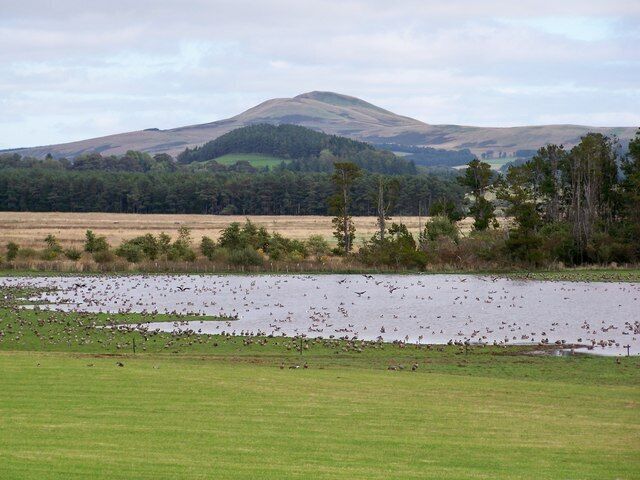 South Medwin Pools An excellent bird site in Lanarkshire. In this shot, some of the 6,000 Pink-footed Geese to be found in the area on this day loaf in an around the flood.