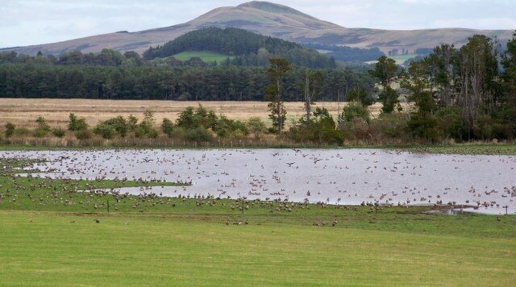 South Medwin Pools An excellent bird site in Lanarkshire. In this shot, some of the 6,000 Pink-footed Geese to be found in the area on this day loaf in an around the flood.