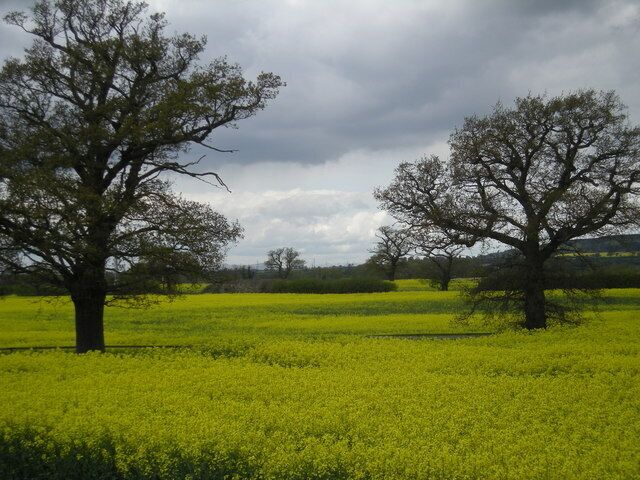 Trees and Oilseed Rape