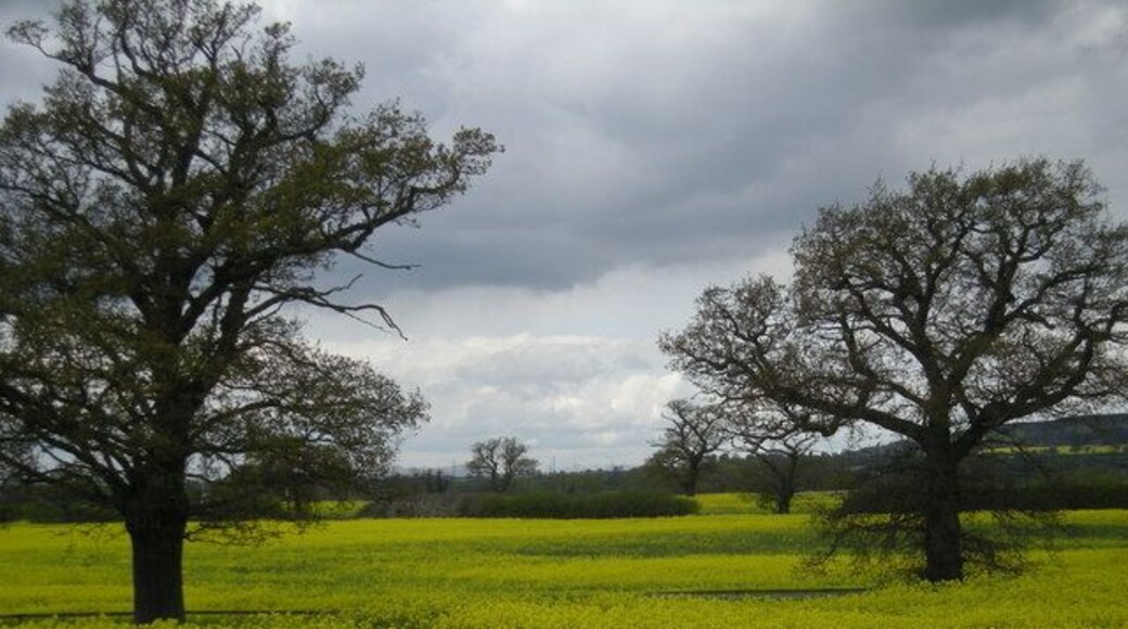 Trees and Oilseed Rape