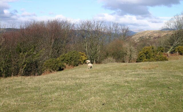 Sheep on Edge. The old quarry is now filled with dense trees and undergrowth.