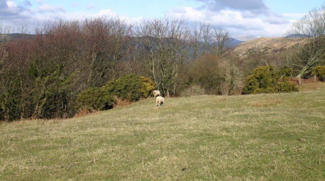Sheep on Edge. The old quarry is now filled with dense trees and undergrowth.
