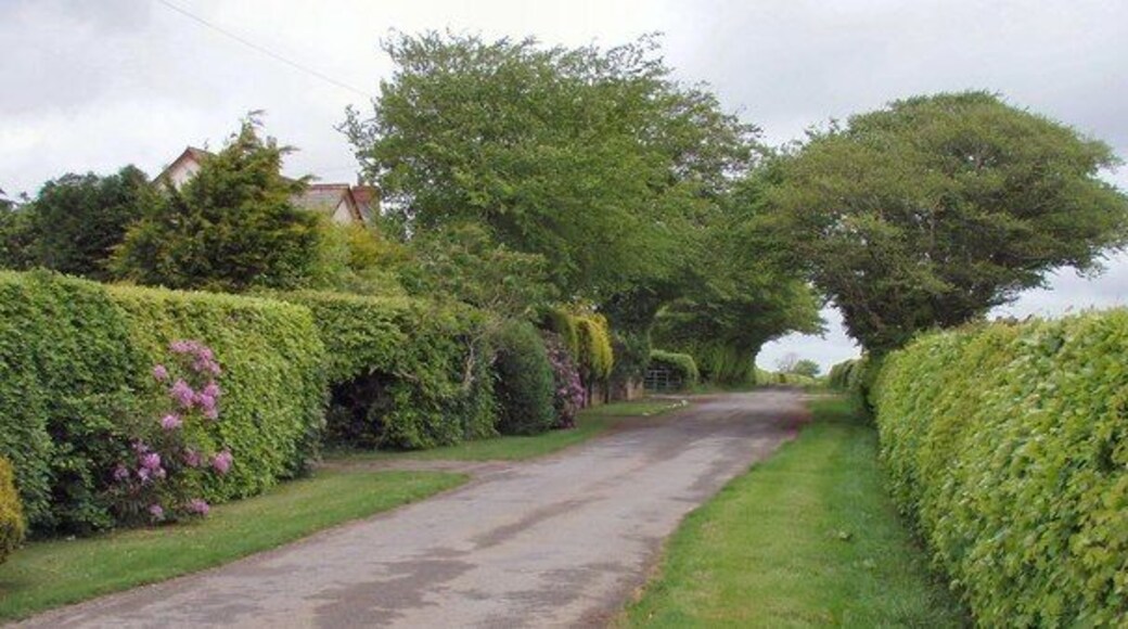 Road passing Cross Park Cottage The roads and fields are bounded by beautiful beech hedges in this area.