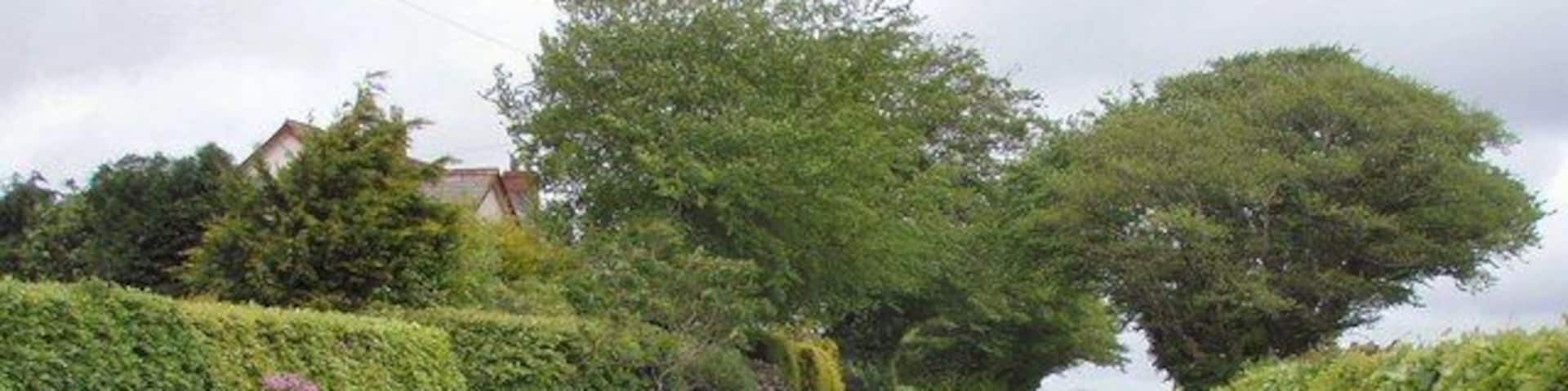 Road passing Cross Park Cottage The roads and fields are bounded by beautiful beech hedges in this area.