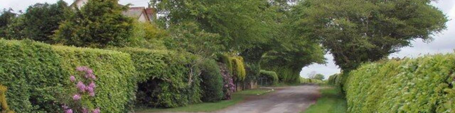 Road passing Cross Park Cottage The roads and fields are bounded by beautiful beech hedges in this area.