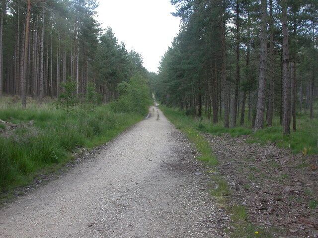 Boveridge Heath, road North to South forestry road in Wild Church Bottom.