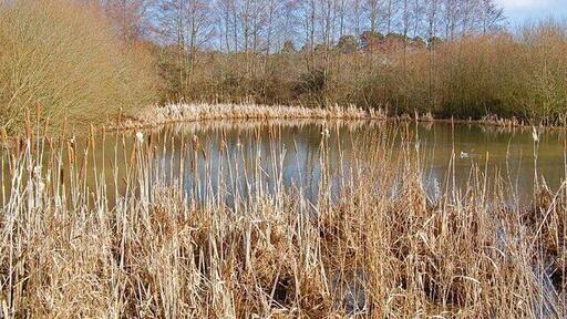 Lake near Moors Valley Country Park, Dorset This is the northern end of the lake.
