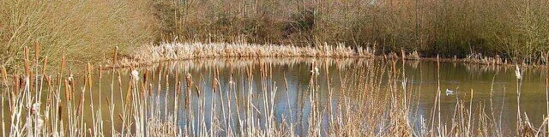 Lake near Moors Valley Country Park, Dorset This is the northern end of the lake.