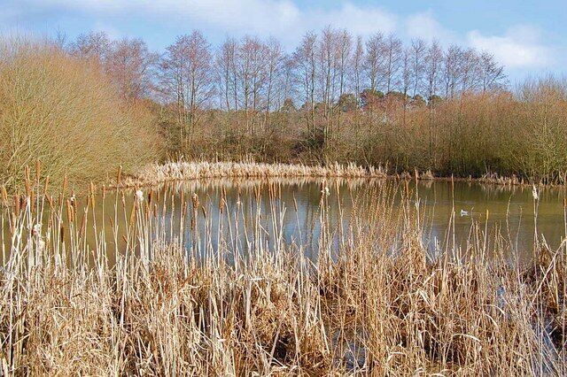 A pond surrounded by tall reeds and trees with autumn foliage.