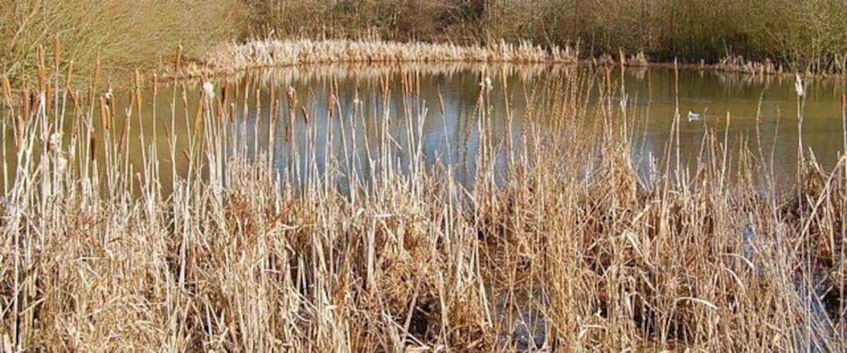 A pond surrounded by tall reeds and trees with autumn foliage.