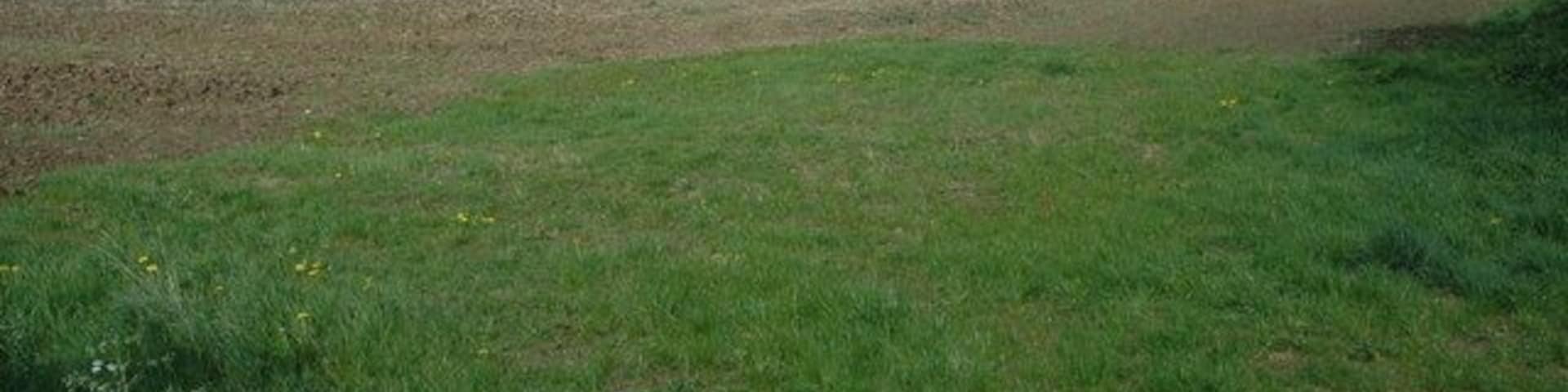 Naunton Court Fields, Naunton Beauchamp The two fields here are a Worcestershire Wildlife site which is managed to encourage the return of tradition wildflowers which used to grow on arable land before the advent of intensive farming practices and the use of agro-chemicals.