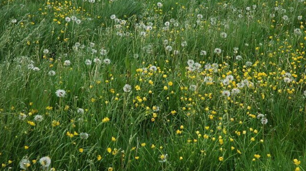 Dandelions in a field at Upton Snodsbury