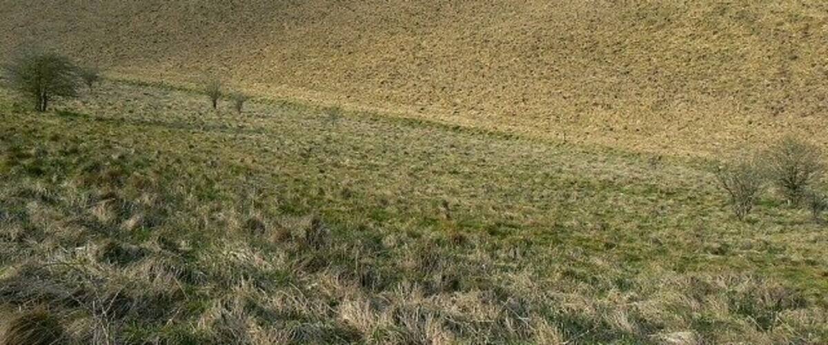 A vast, flat landscape with sparse vegetation and a few scattered trees.