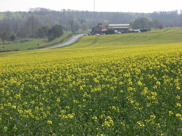 Oil-seed rape, West Chisenbury Looking down to West Chisenbury and the A345.