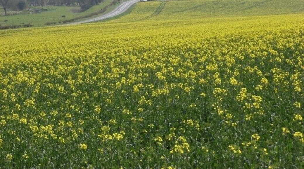 Oil-seed rape, West Chisenbury Looking down to West Chisenbury and the A345.