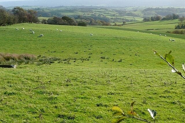 Near Borfa-hafod Mid Wales is sheep rearing territory. Here are more acres of that activity.