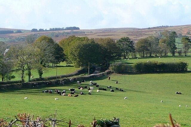 Sheep and cattle near Aberclawdd The sheep and cattle share the same pasture here, on a lowland mid Wales farm.