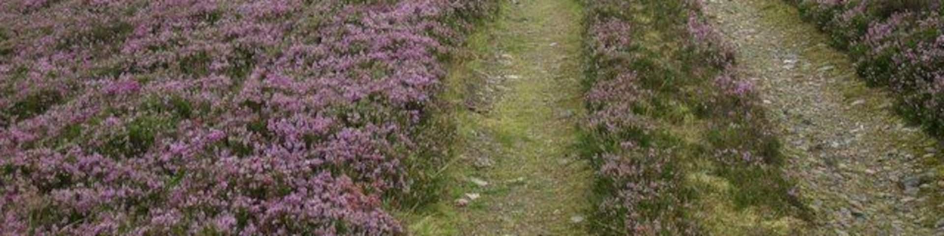 Track to Tarland A quiet and scenic track across the hills, once a busy market road from Donside to the livestock market at Tarland.