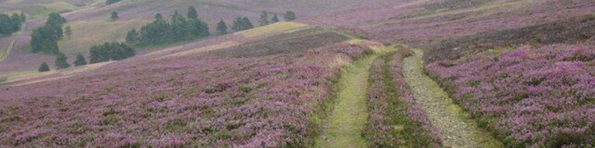 Track to Tarland A quiet and scenic track across the hills, once a busy market road from Donside to the livestock market at Tarland.