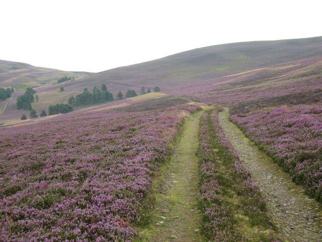 A hilly landscape with purple heather fields and a narrow path.