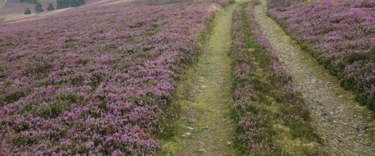 A hilly landscape with purple heather fields and a narrow path.