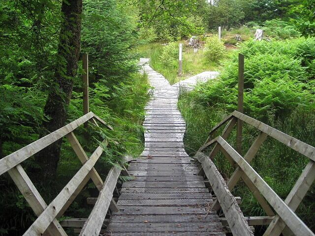 Cycle Trail in Leanachan Forest