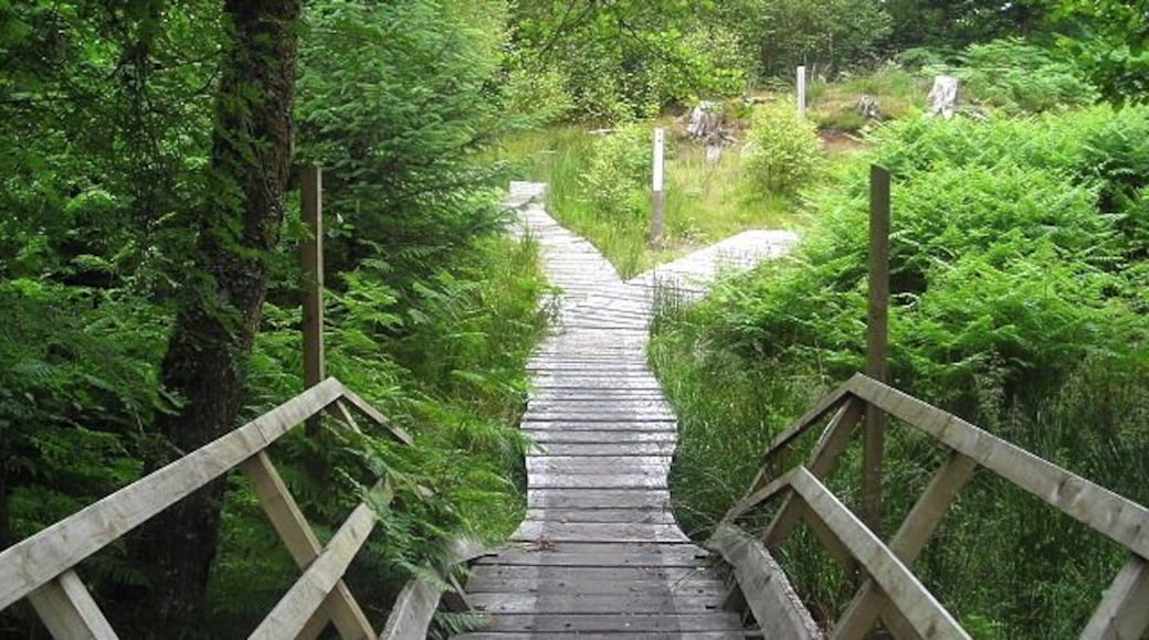 Cycle Trail in Leanachan Forest