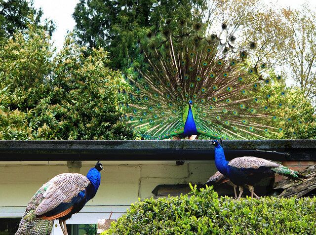 On the roof of the tearoom