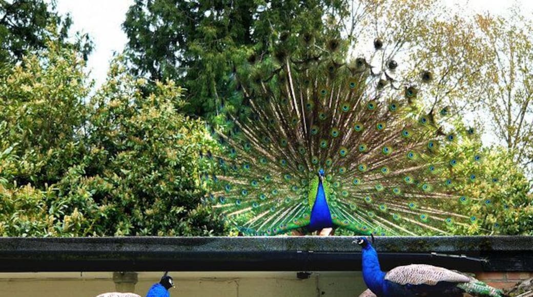 On the roof of the tearoom