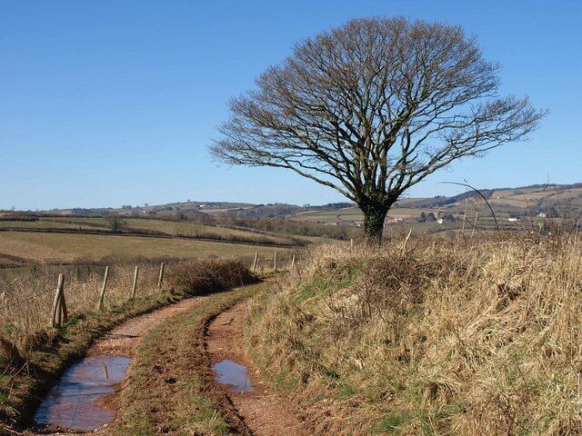 Oak by the West Deane Way The Way is following bridleway T 28/6 as it curves between fields south of Tolland.
